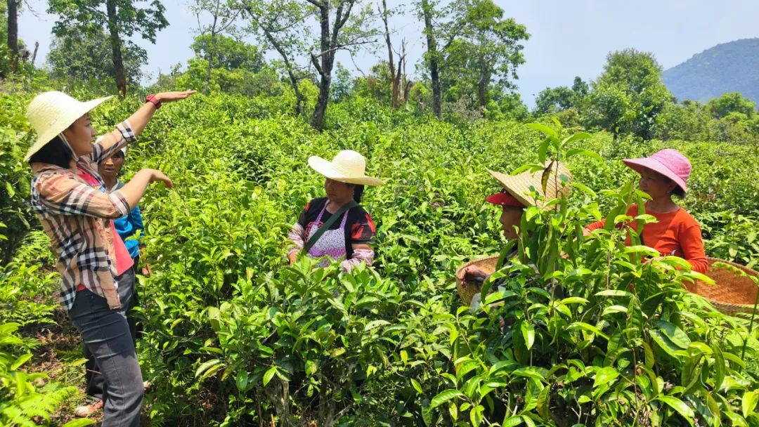 富硒茶的优势