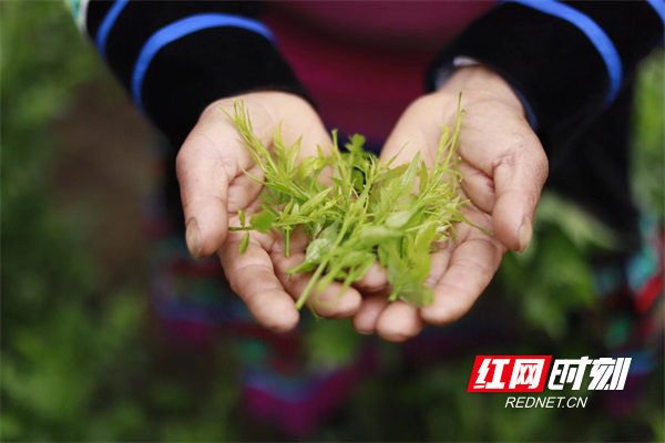 正宗富硒莓茶