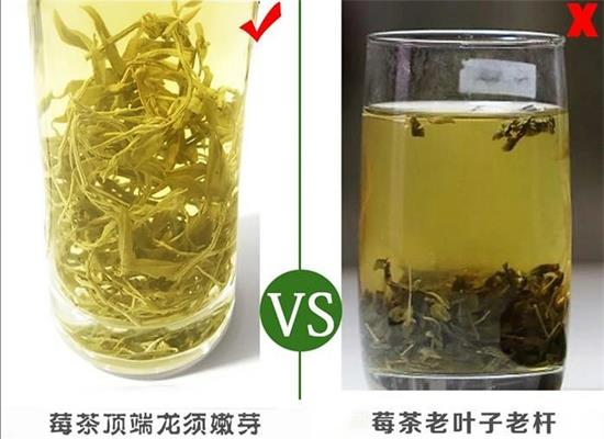 张家界茅岩莓茶与藤茶是同一种茶吗，藤茶跟莓茶一不一样？