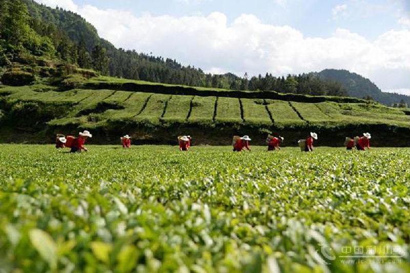 纯天然富硒茶