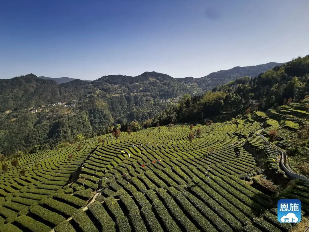 武陵山富硒茶