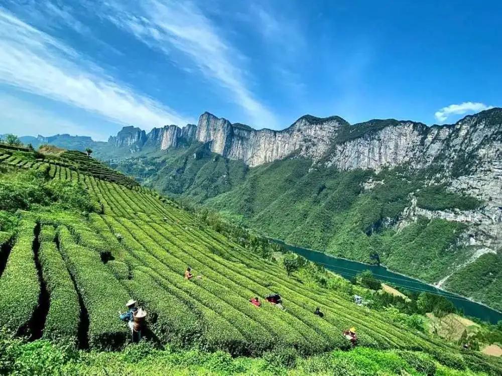 武陵山富硒茶