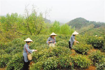 泾阳富硒黑茶