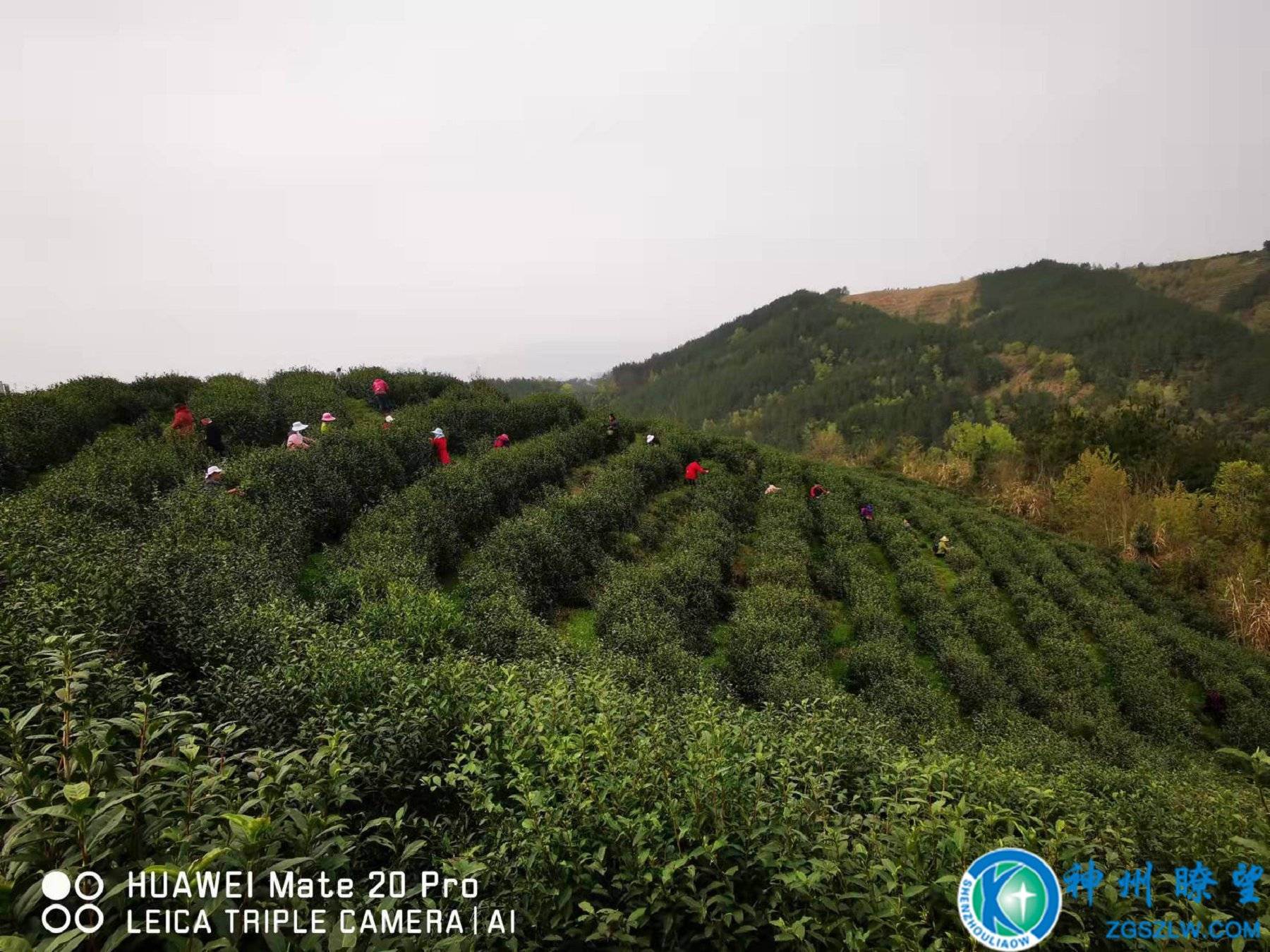 贵州富硒贡茶