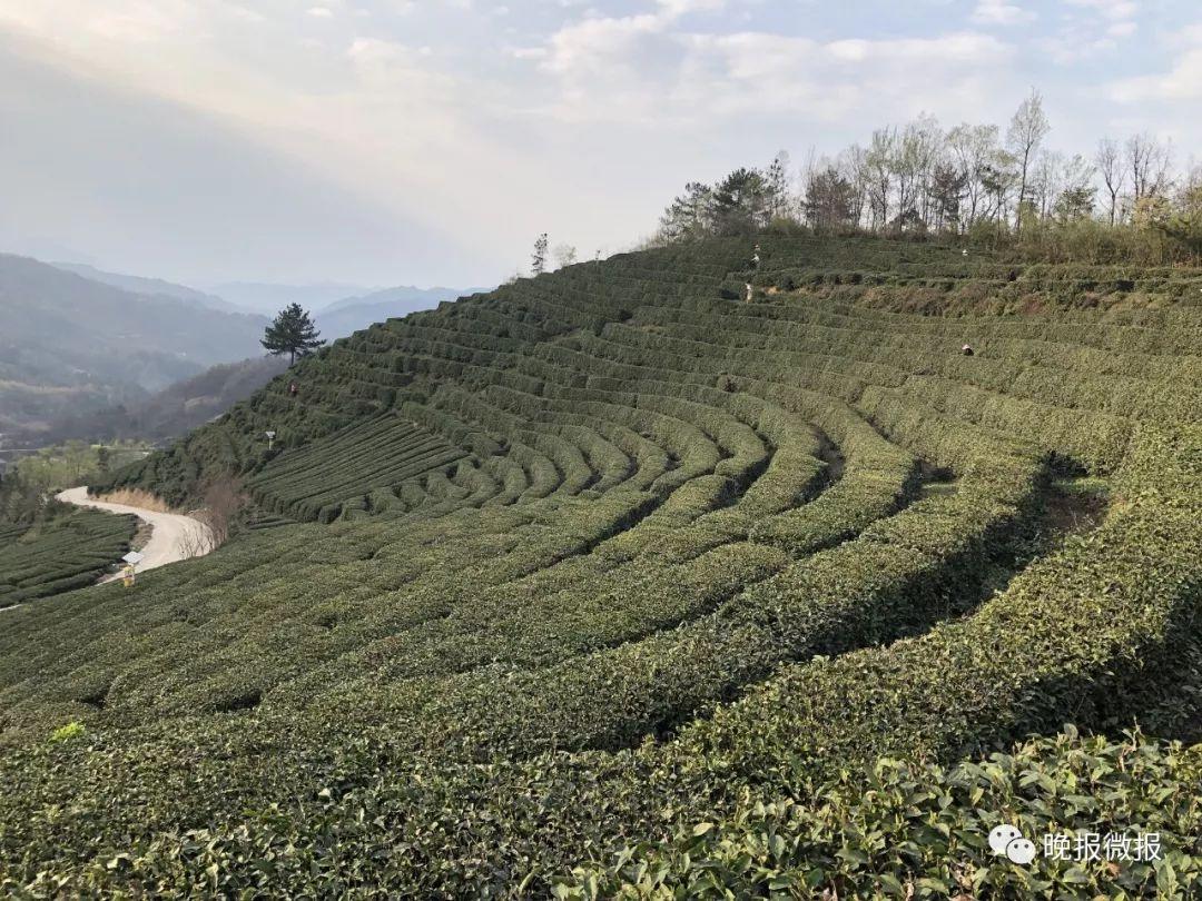 泾阳富硒黑茶