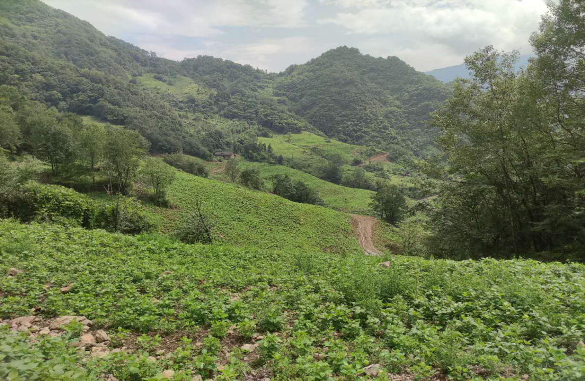 芭蕉县富硒茶