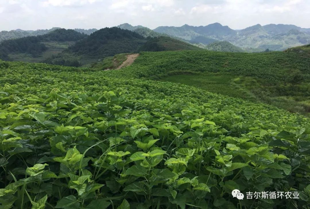 蛋白桑富硒茶