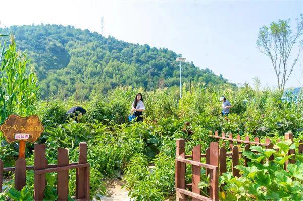 芭蕉县富硒茶