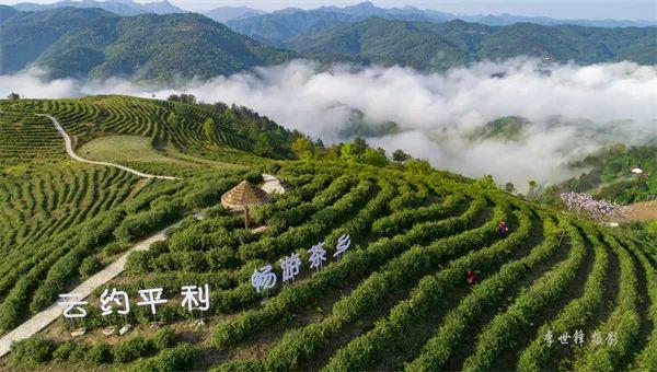 芭蕉县富硒茶