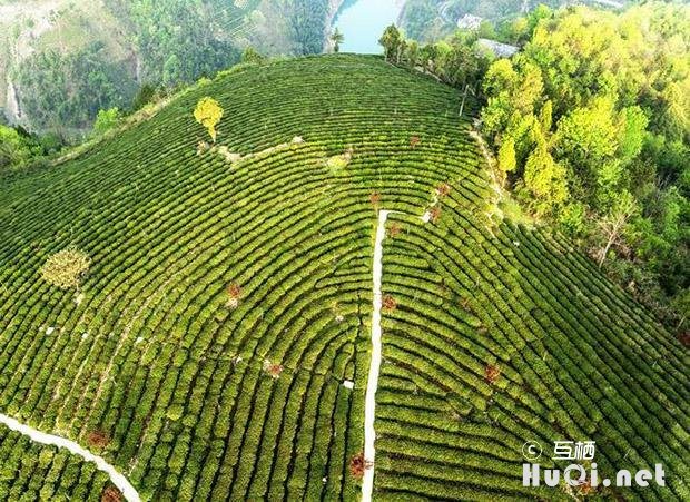 走进紫阳富硒茶观光园，赏茶艺、品仙毫、听民歌，与大自然融为一体，如入仙境