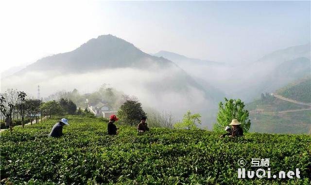 走进紫阳富硒茶观光园，赏茶艺、品仙毫、听民歌，与大自然融为一体，如入仙境