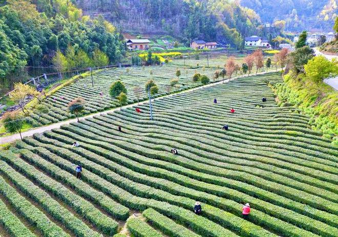 芭蕉县富硒茶