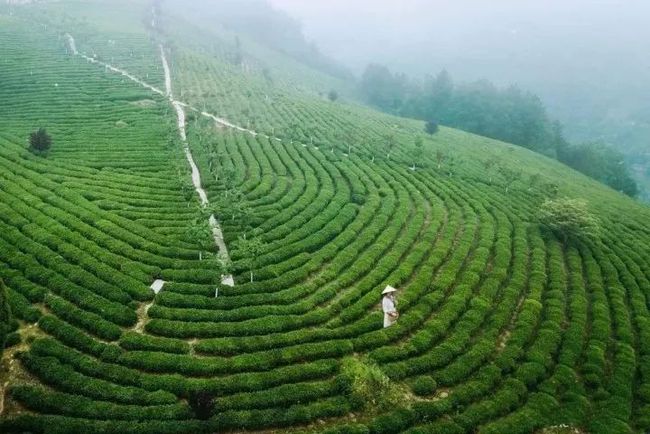 芭蕉县富硒茶