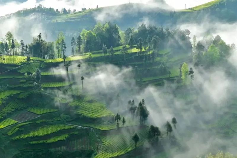 会明春富硒茶