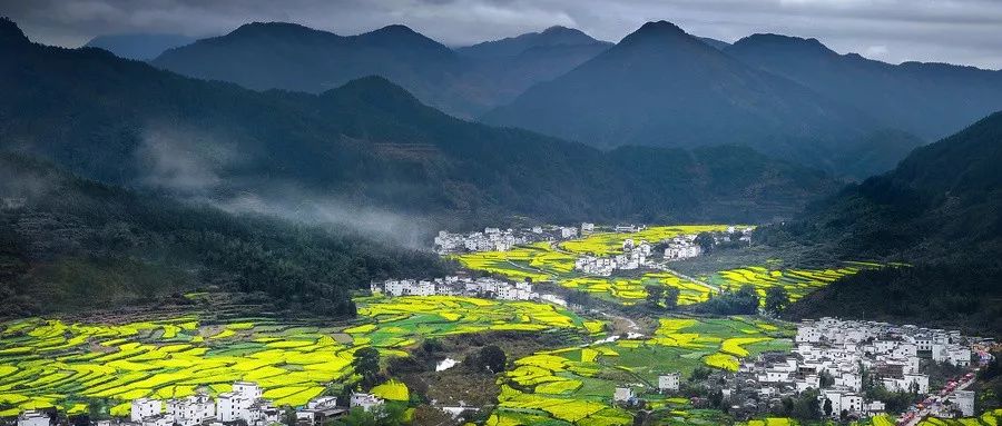 芭蕉县富硒茶