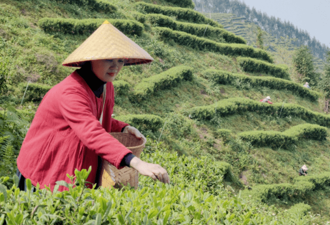 长寿富硒的茶