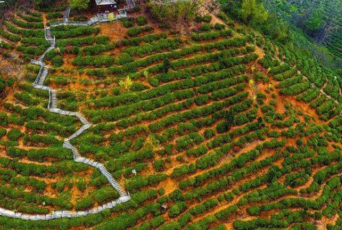 万阳山富硒茶