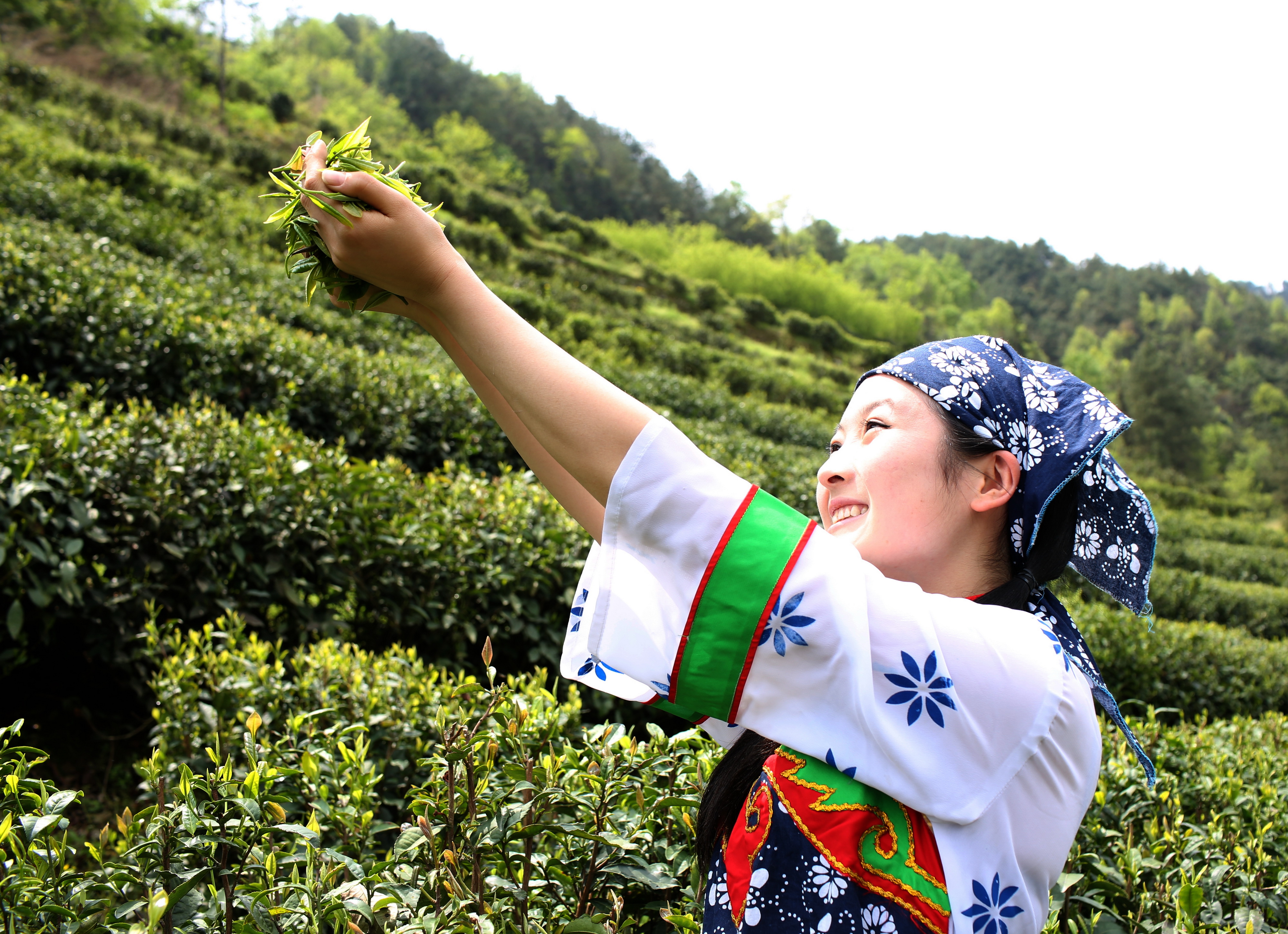 紫阳富硒茶信