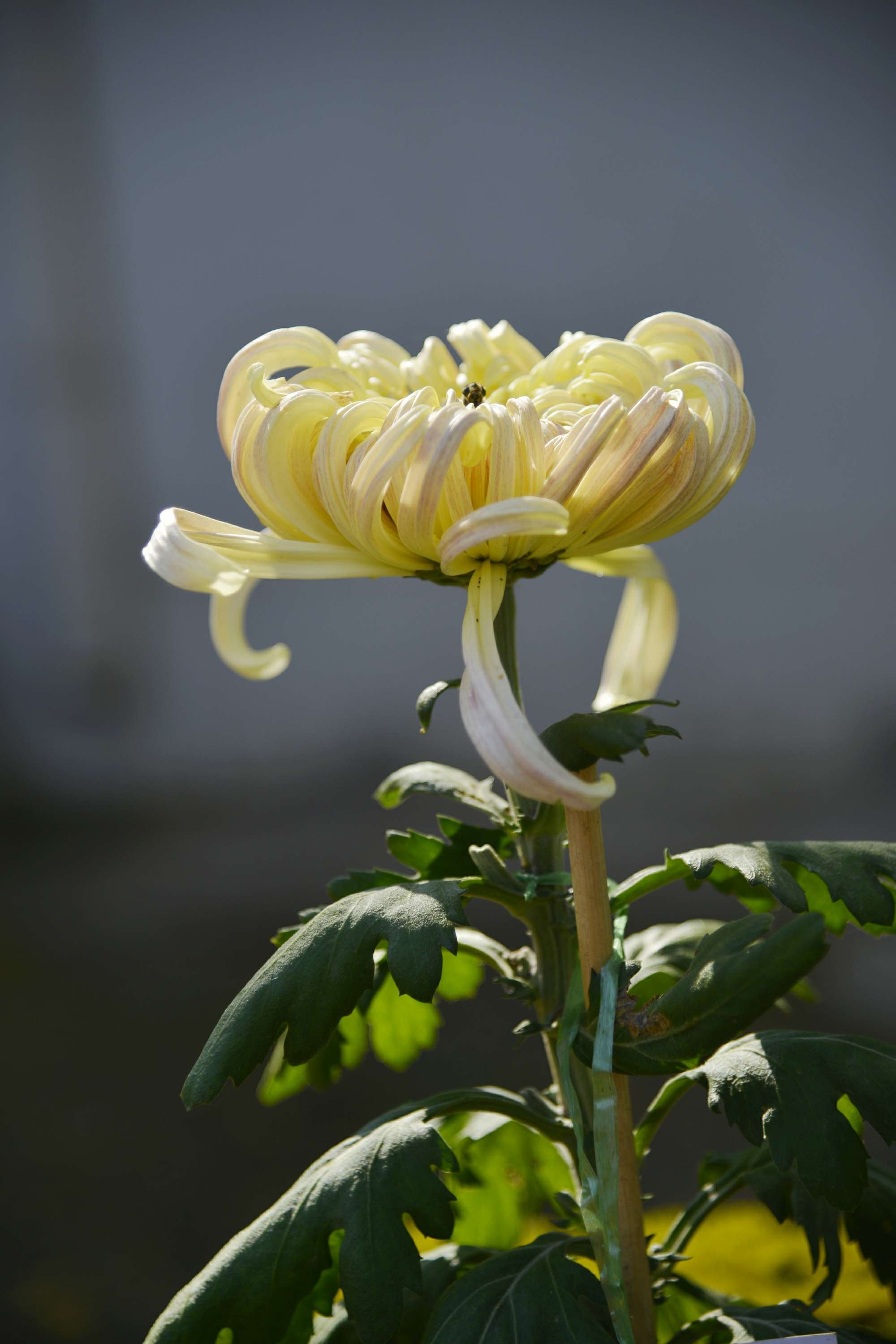 菊花和富硒茶