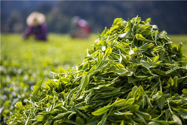 湖北富硒黑茶