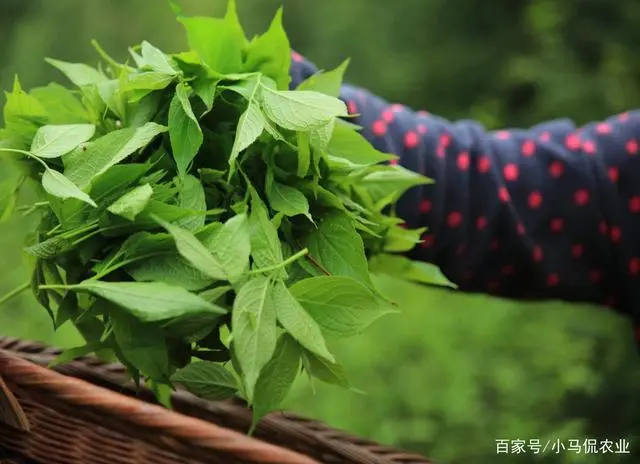 卖富硒茶大叔