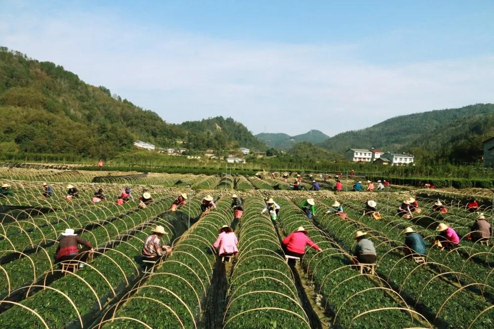 安康的富硒茶