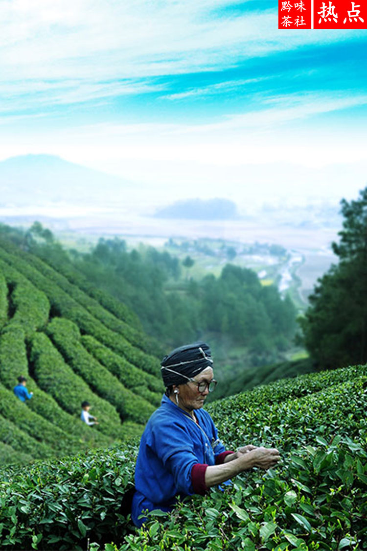 泡在富硒茶里