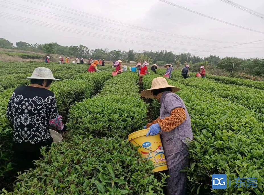 富硒白茶中茶