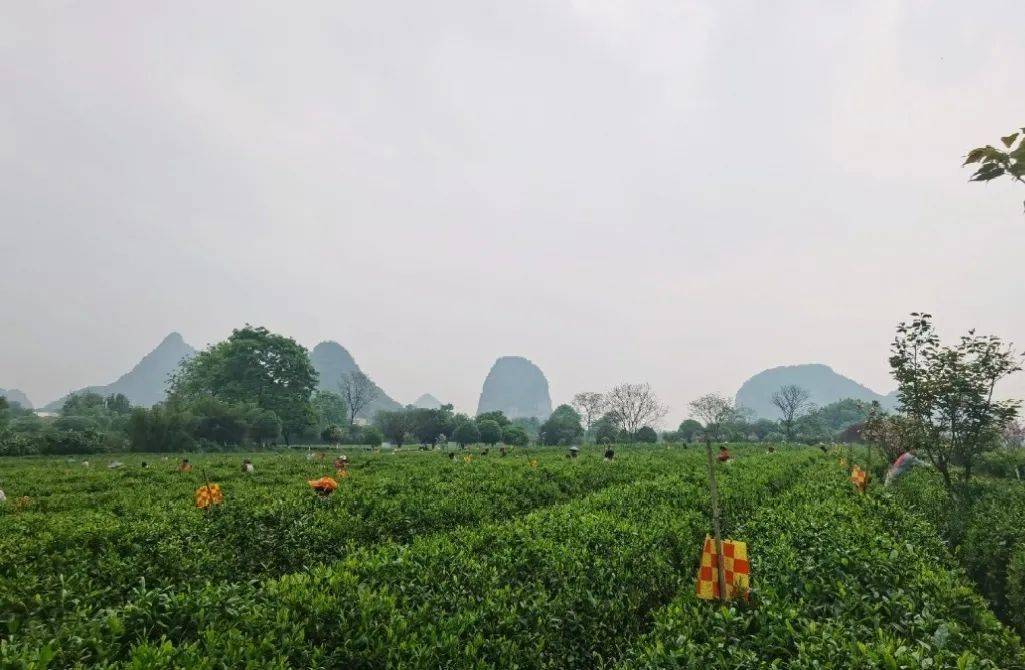 叶动力富硒茶