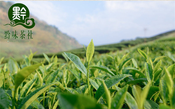 富硒茶的成分