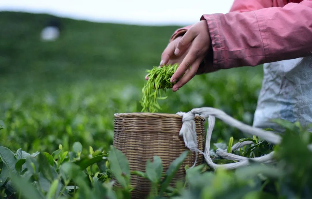 常熟富锌硒茶