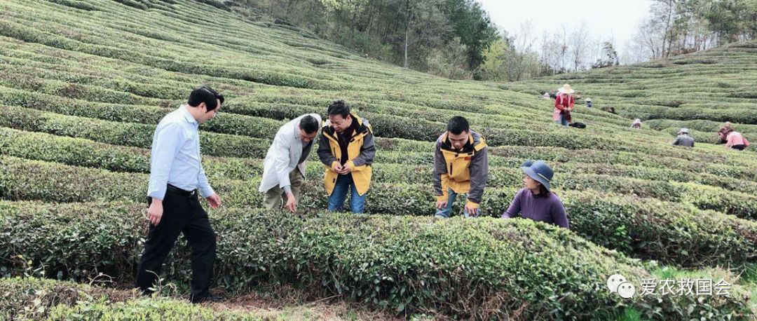 富硒茶的包装