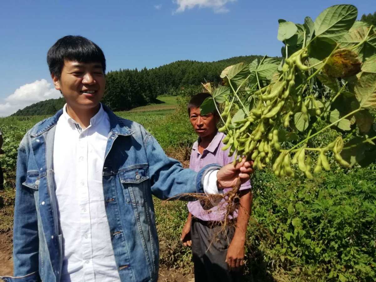 富硒构树叶茶