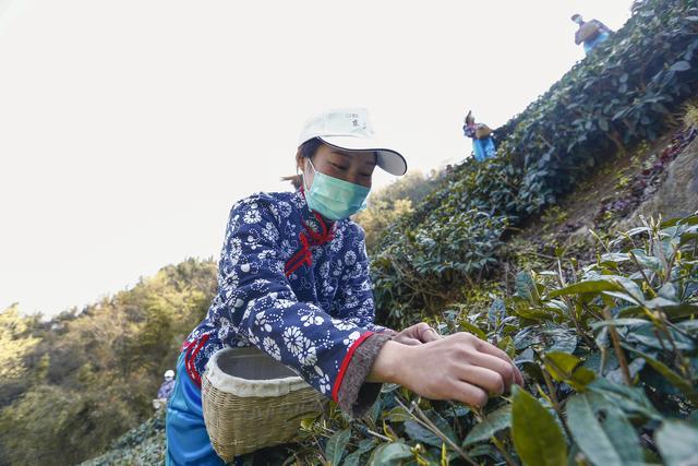 富硒茶伤胃吗