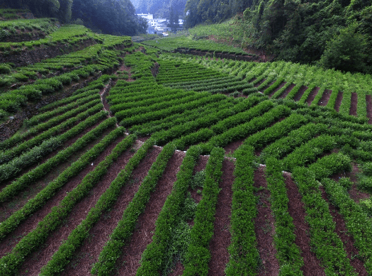 富硒茶的产业