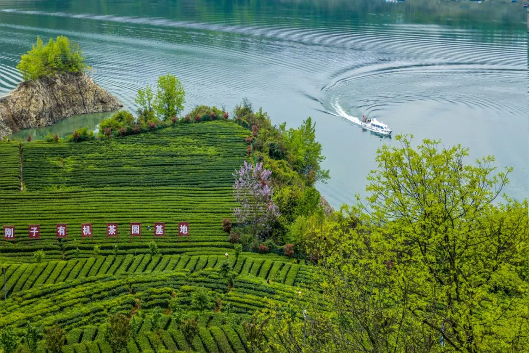 富硒茶的包装