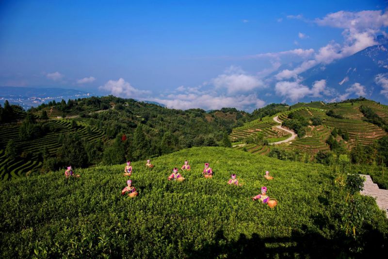 溪丘湾富硒茶