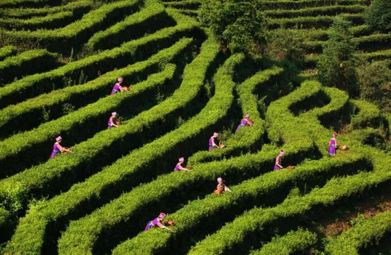 溪丘湾富硒茶