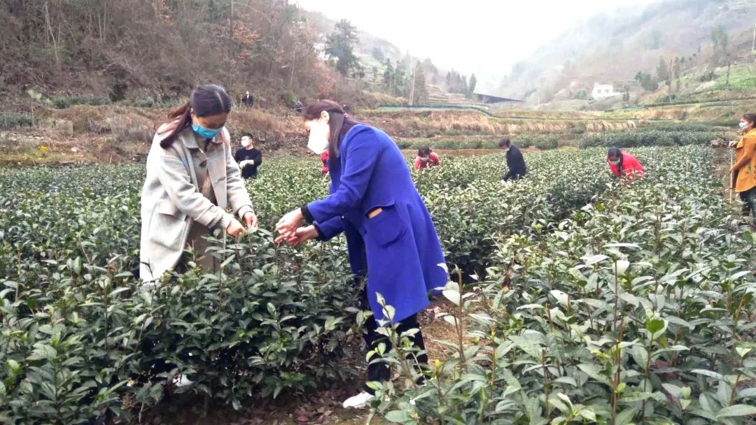 春意浓富硒茶