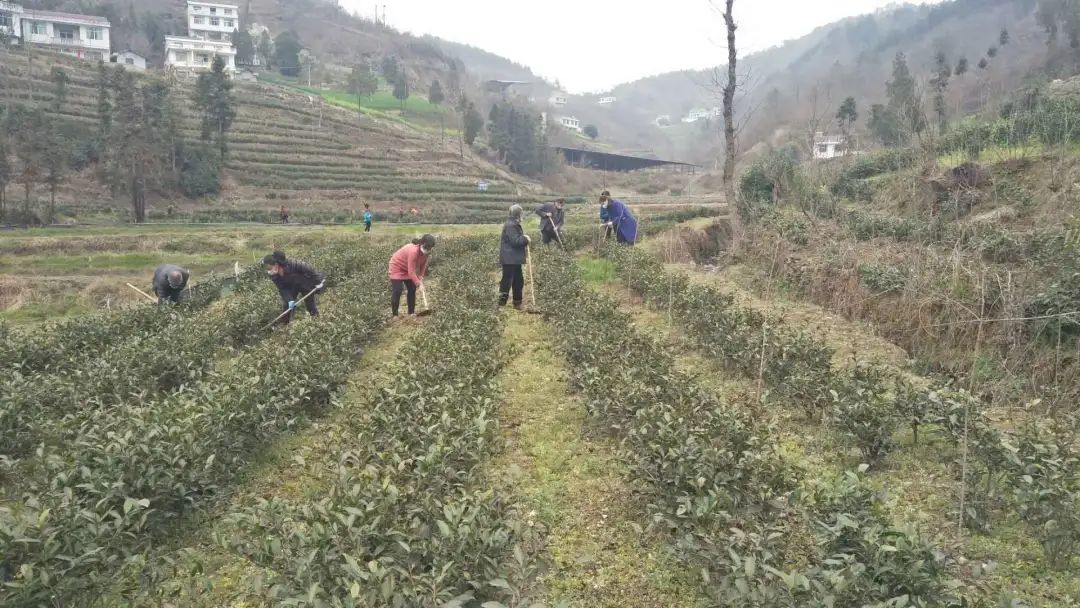 春意浓富硒茶