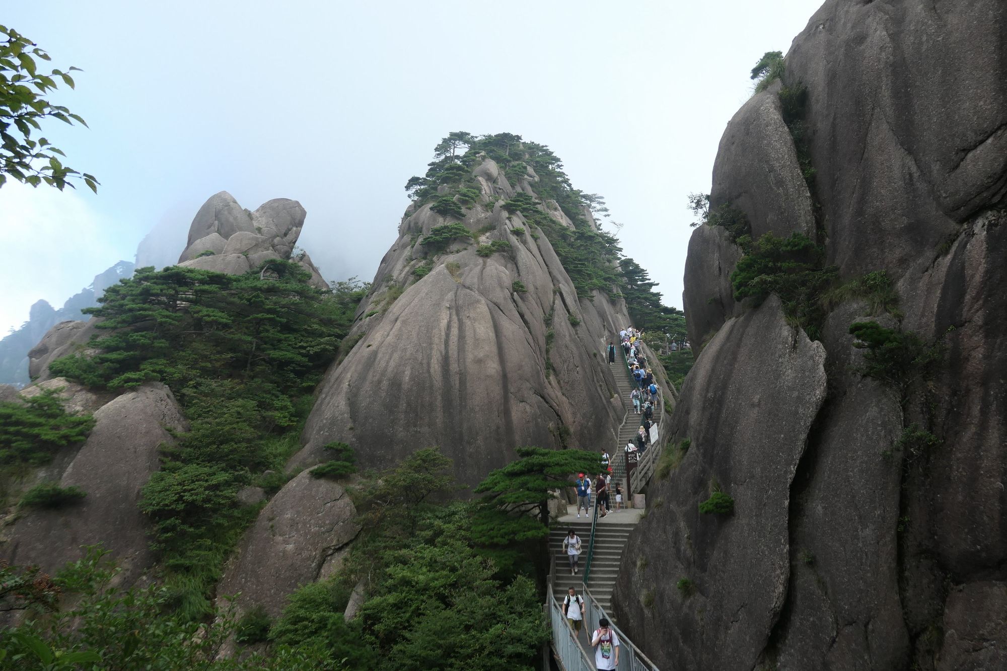 仙遇山富硒茶