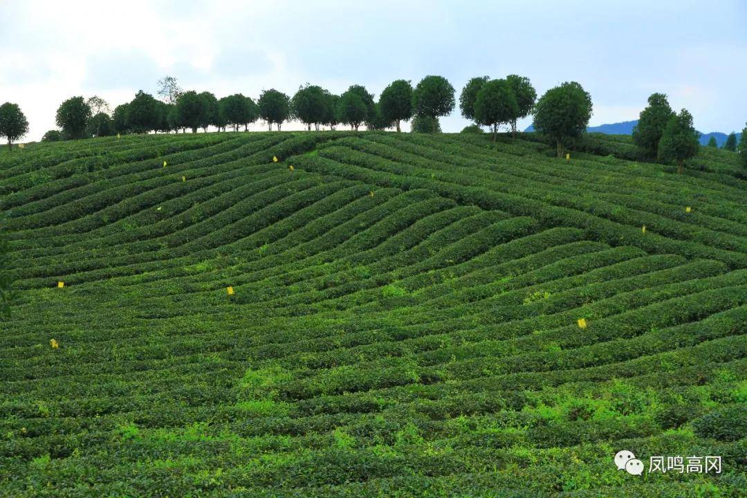 仁怀富锌硒茶