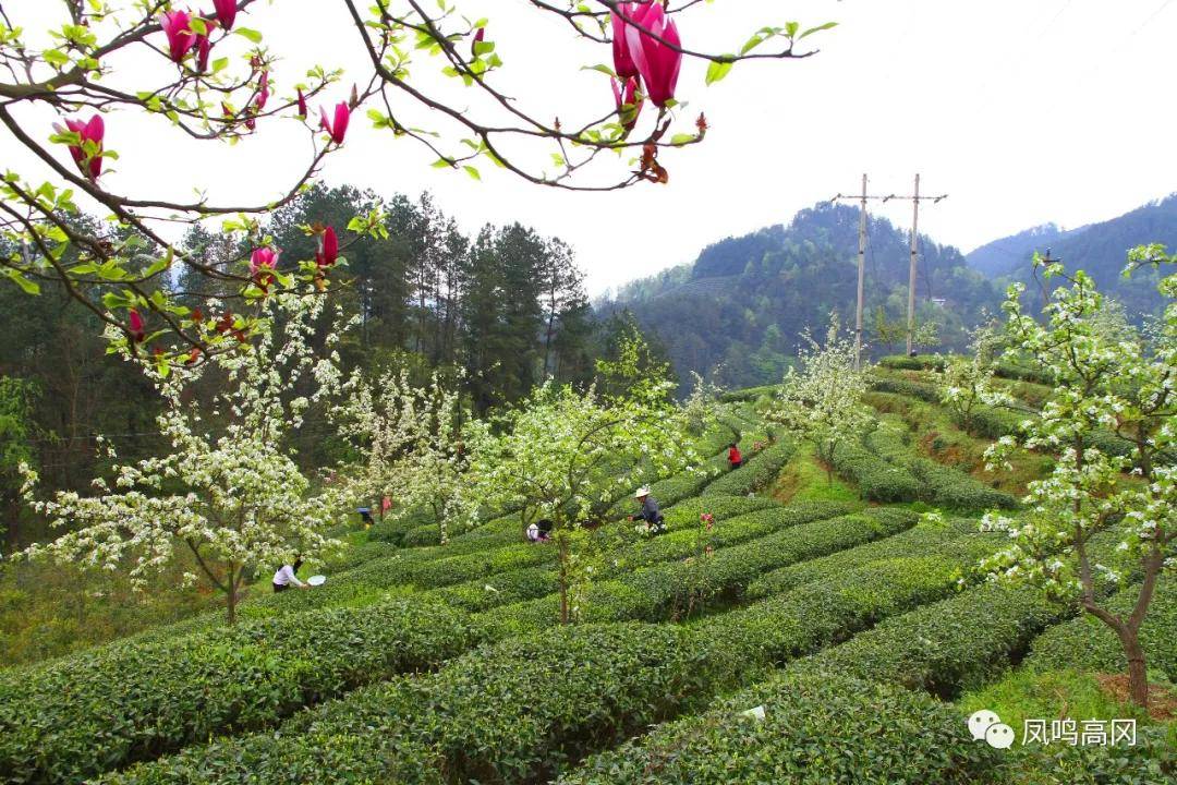 仁怀富锌硒茶