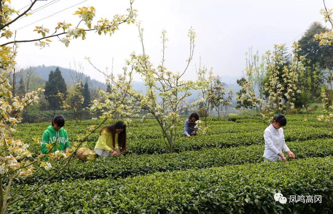 仁怀富锌硒茶