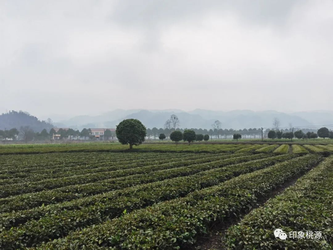 马坡村富硒茶