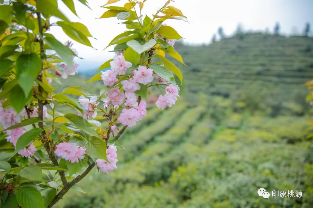 马坡村富硒茶