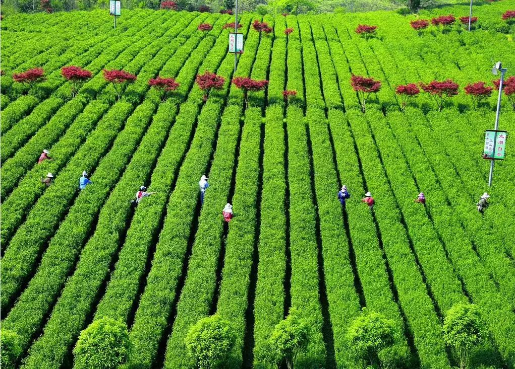 紫阳富硒茶赋