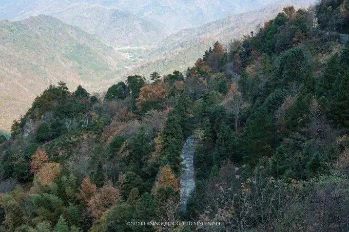 富硒茶仙寓山