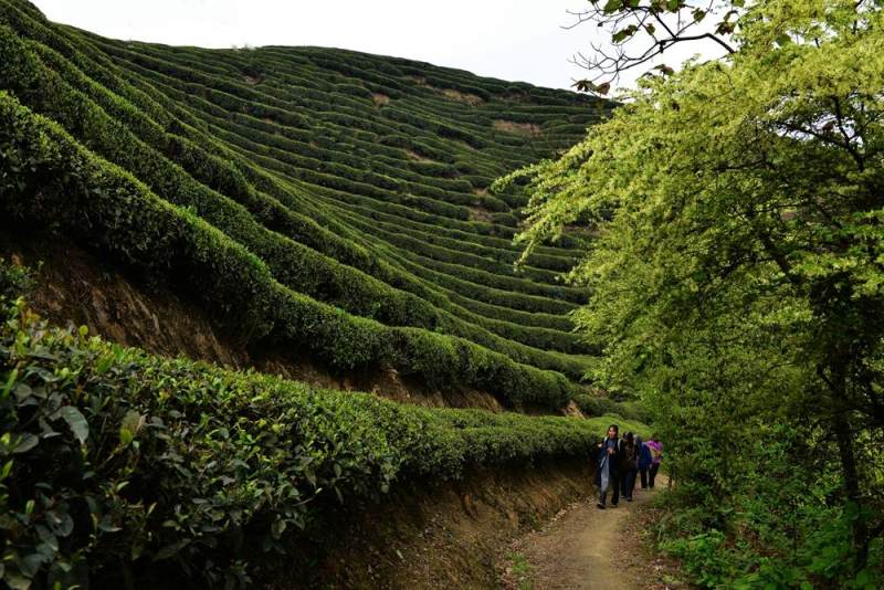 猫山富硒茶采