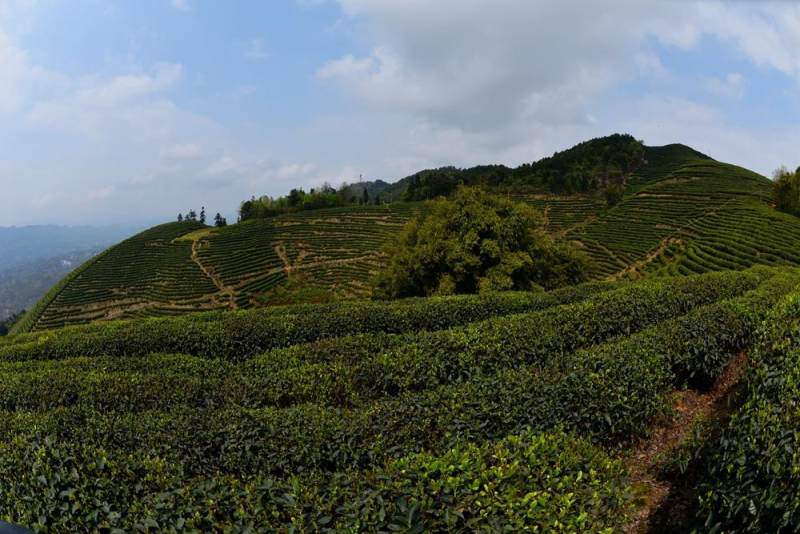 猫山富硒茶采